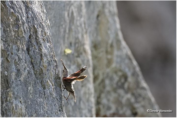 Tichodrome echelette remontant la paroi jusqu'à son nid 